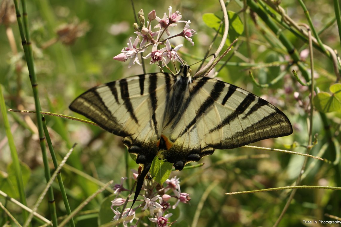 51. coada randunicii